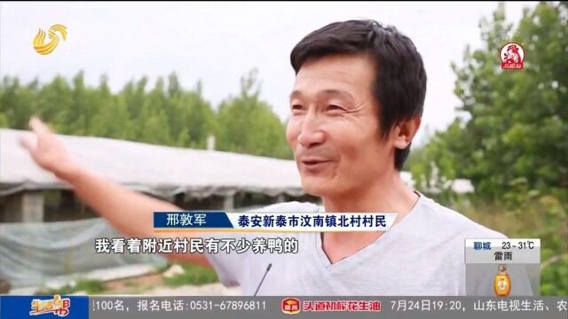 新泰打造畜禽产业链,村企共建合力发展,农民变养殖户,收入翻番