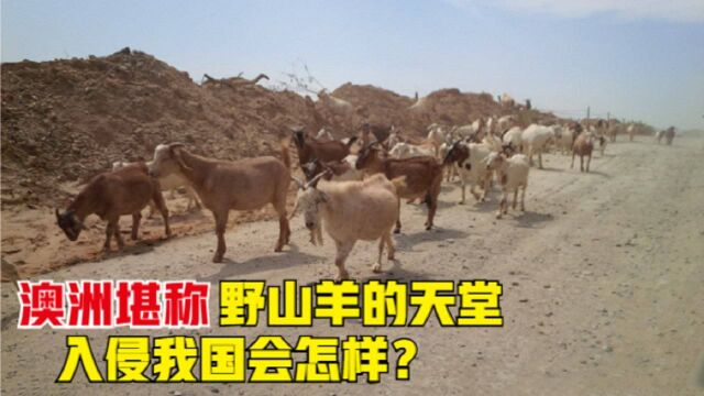 澳洲野山羊泛滥成灾,花7万美元仅消灭459只,为何遭当地人嫌弃?