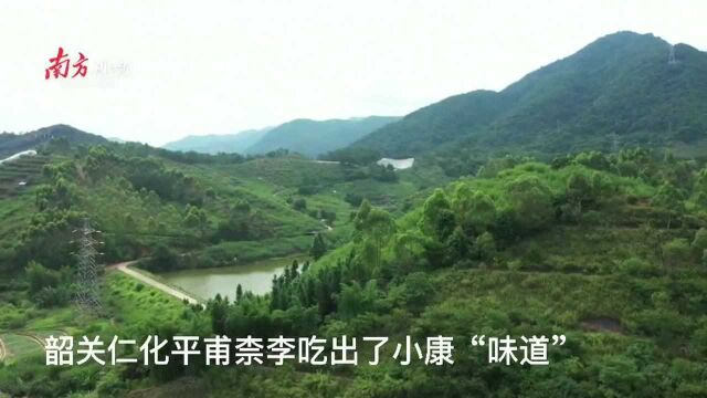 韶关仁化平甫柰李吃出了小康“味道”|小家看小康