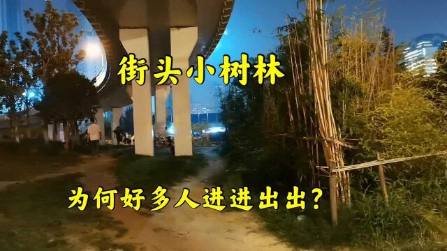 实拍武汉街头的小树林,为何有好多人进进出出?这到底是咋回事