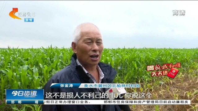 衡水冀州:成片玉米地被毁,农户怀疑有人故意打药!