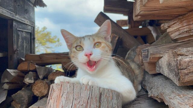 实在是太热了,猫都热成狗了