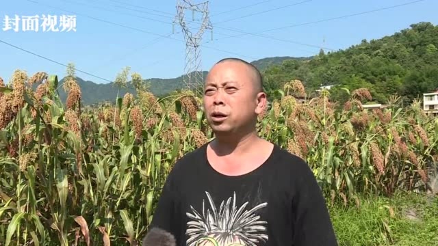 高粱熟来红满天 四川宜宾高县发展订单农业带动农户就业增收