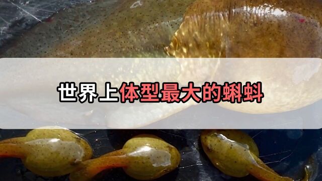 体长25厘米的蝌蚪,变成青蛙到底是什么样?样子让人无语