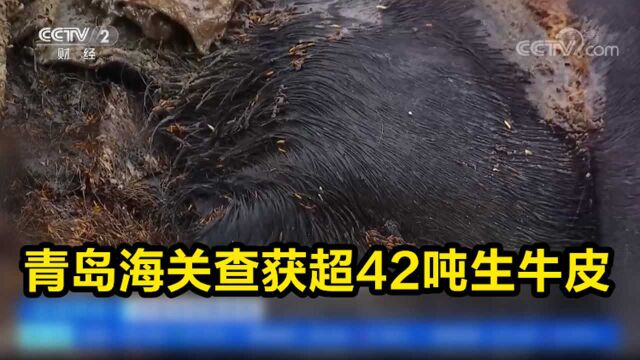 青岛海关查获超42吨生牛皮