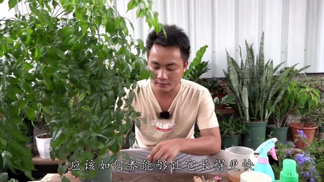 幸福树要在秋季长得旺,这种养法最合适,一步步来