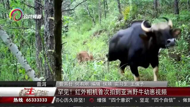 罕见!红外相机首次拍到亚洲野牛幼崽视频