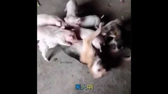 醉东哥爆笑盒《猪八戒抢吃笑天犬》