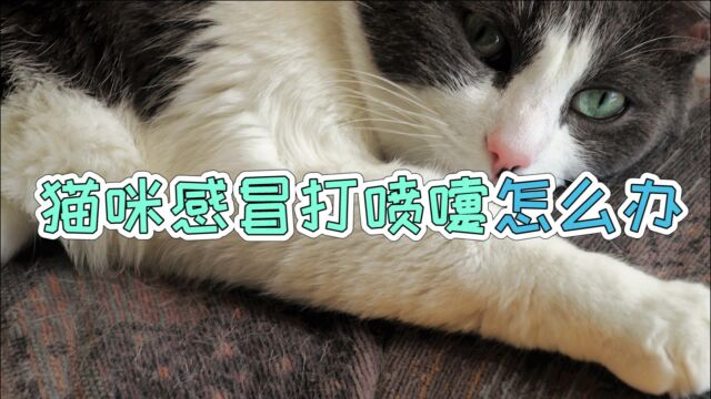 猫咪感冒打喷嚏怎么办