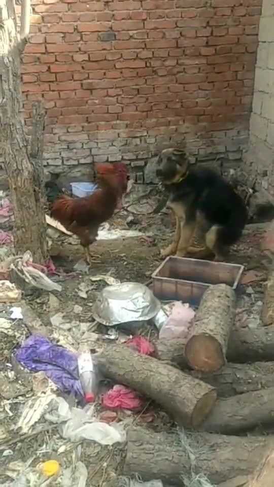 Thumbplayer Poster Plugin Image