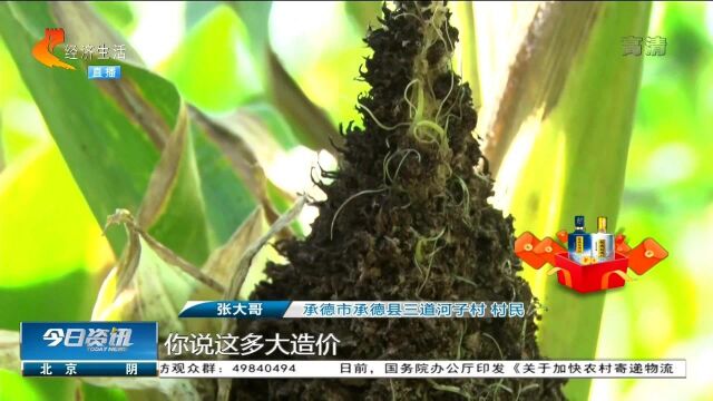 承德:玉米长黑穗,村民怀疑是种子问题,专家给出解答