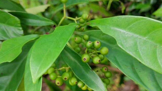 这种植物挂果很漂亮,它是一种野生中草药材,名字叫九节!来认识一下吧