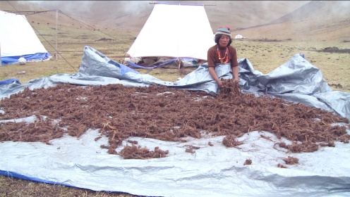 藏族牧民夏季牧场采集青藏高原特有草药羌活 功效与作用很多