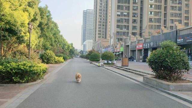 苏格兰牧羊犬的日常生活