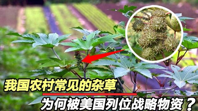 我国农村随处可见的“草”,被美国作为战略物资,植物中“毒王” #明日创作计划短视频挑战赛#