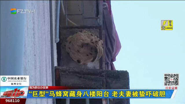 “巨型”马蜂窝藏身八楼阳台 老夫妻被蛰吓破胆