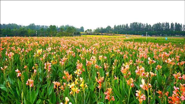 粉黛、芦苇、花海……成都高新西区首个湿地公园,全新开放!