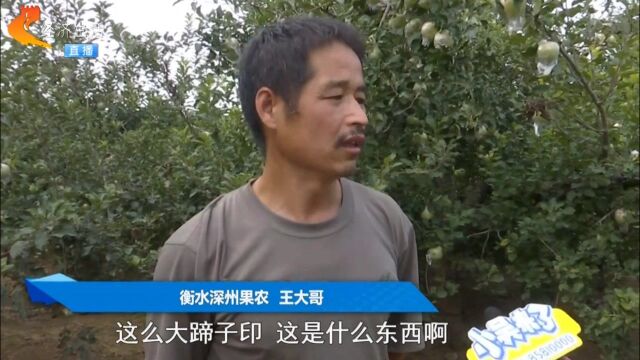 地里惊现神秘脚印,苹果树屡遭破坏!果农多次巡查终发现“元凶”