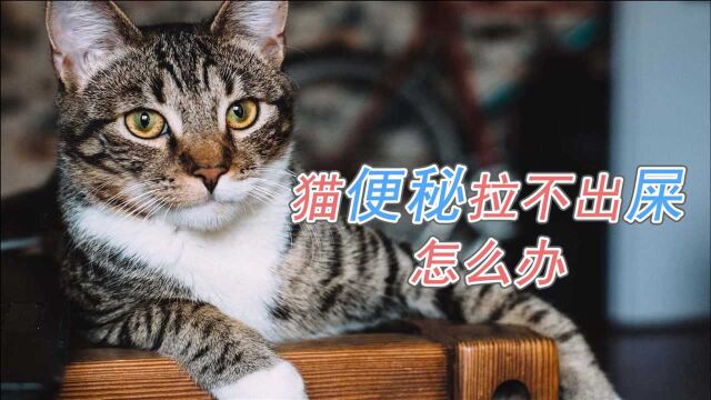 猫便秘拉不出屎怎么办