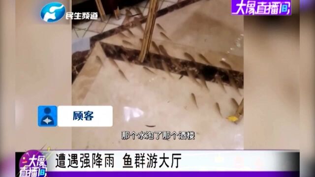 广大江门:遭遇强降雨,鱼群游大厅