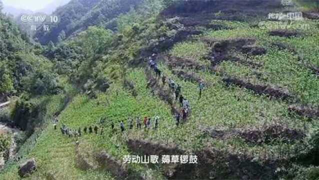 川北地区田间地头的劳动山歌“薅草锣鼓”,太欢乐了地理中国