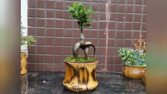 木工手工diy榕树园艺盆景#木工 #diy #手工 #滴胶