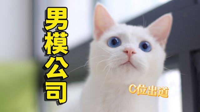 小猫咪有模特天赋?主人决定给他开一家模特公司!