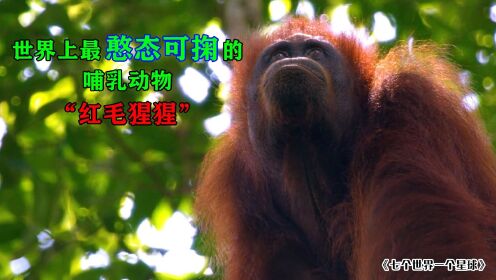 纪录片《七个世界一个星球》世界上最憨态可掬的哺乳动物“红毛猩猩”