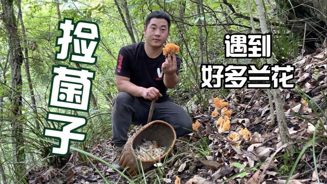 核桃枯树上长满了树蘑菇,白嫩嫩的好新鲜,这样的野生菌你吃过吗