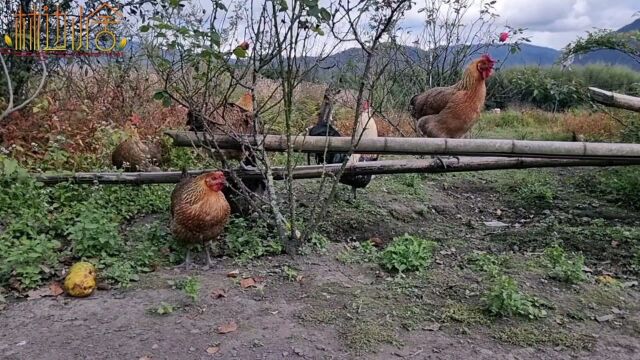 鸡油黄就是真土鸡,现如今还是这样吗?