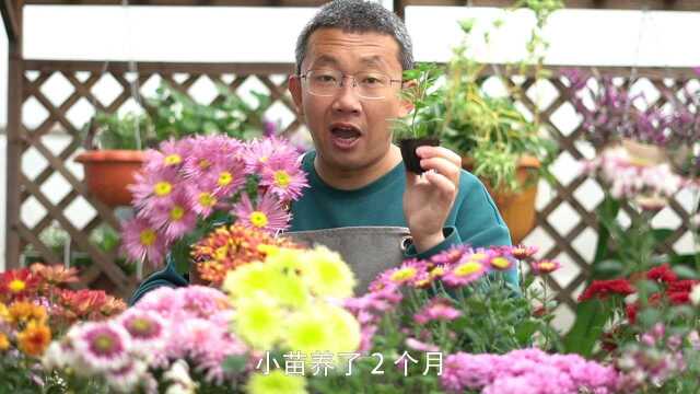 石头14品种荷兰菊,全都开花的画面,只能说3个字:太美了