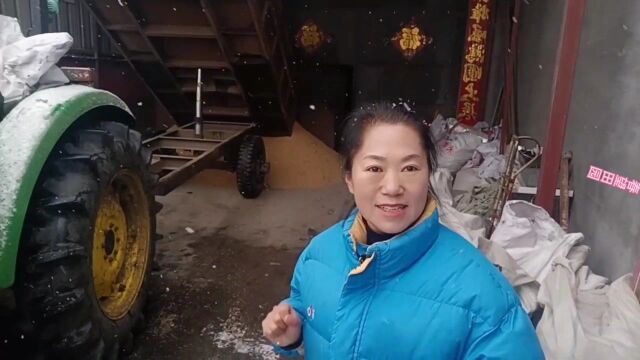 东北农户雪天加工大米,一天接6000单必须发走,这样加工大米好吃