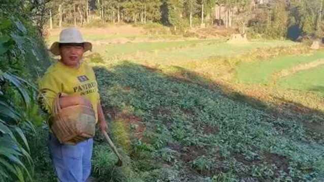 云南农村野生油菜遍地都是,随便一摘,带回家做酸菜