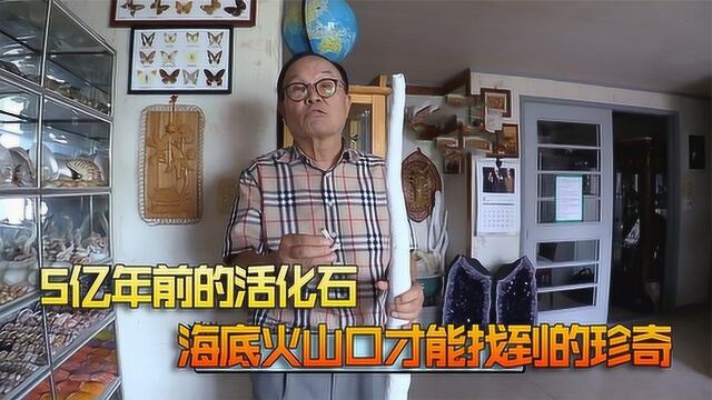 价值10亿的贝壳你见过吗?砖家都惊呼从来没见过!太难得了!纪录片