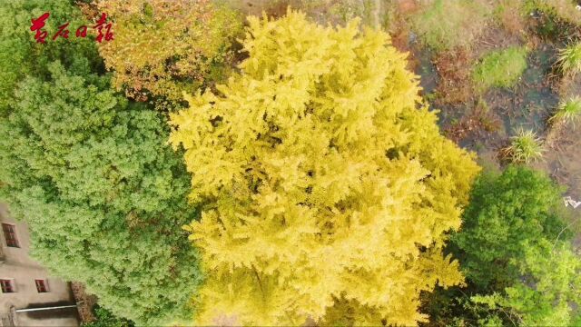 阳新县浮屠镇吴智村古树