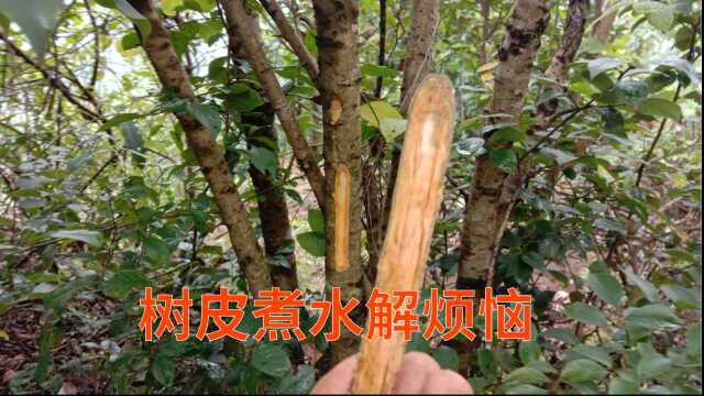 这植物名字叫“鼠李”,树皮煮水解烦恼,蹲厕所不费劲