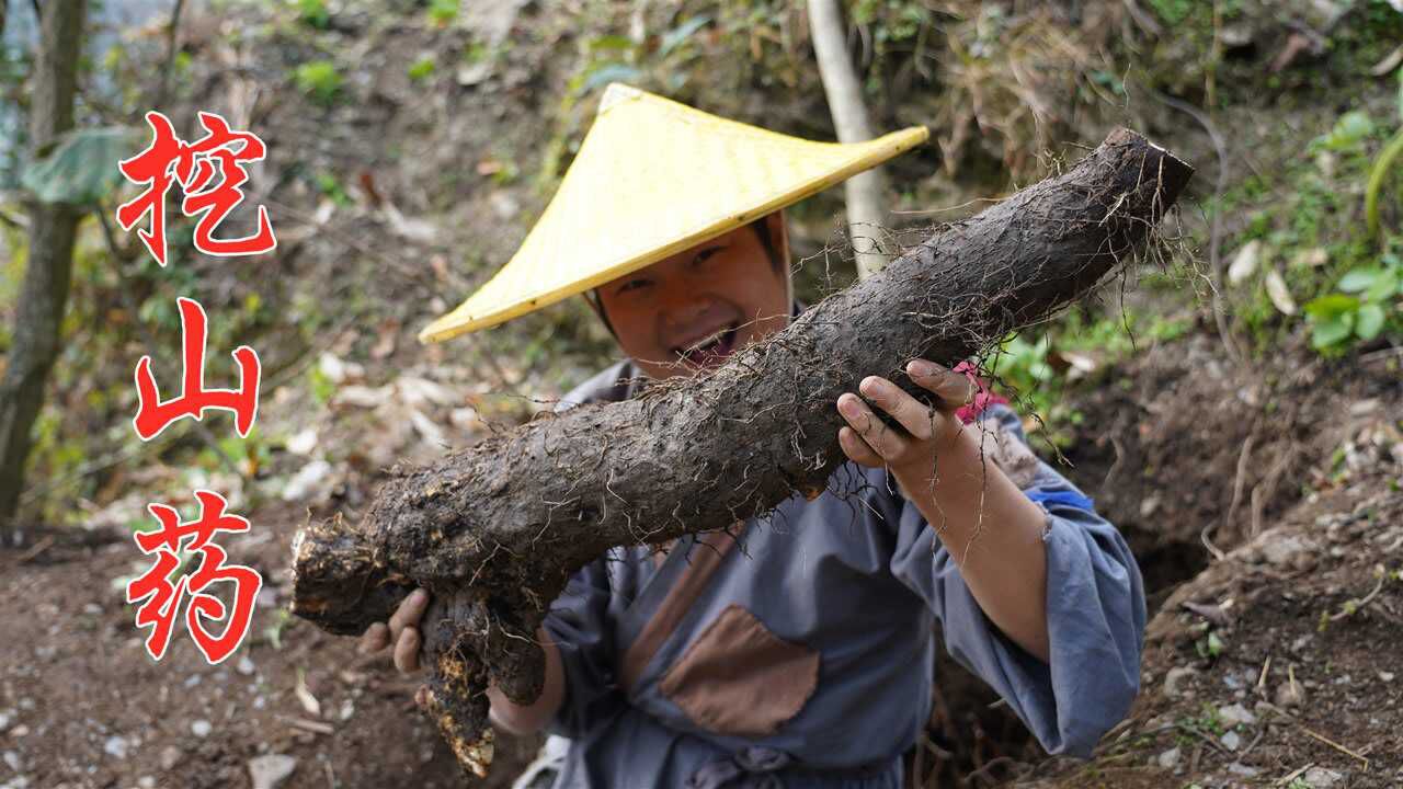 农村山里遍地是宝,小伙3小时挖8斤野生山药,带回家炖土鸡汤!