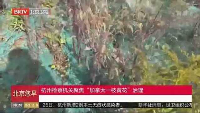 杭州检察机关聚焦“加拿大一枝黄花”治理