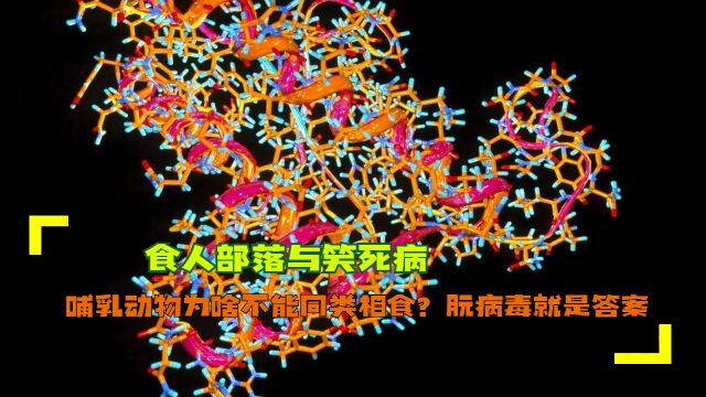 食人部落与笑死病:哺乳动物为啥不能同类相食?朊病毒就是答案