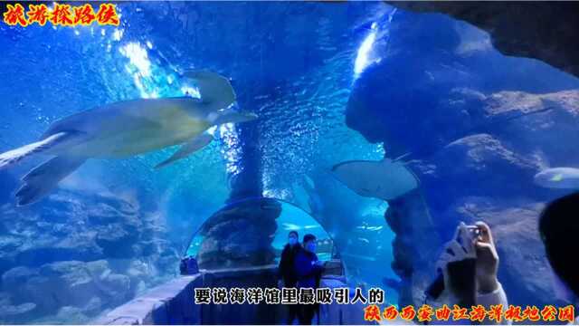 西安曲江极地海洋公园怎么玩?一条视频告诉你