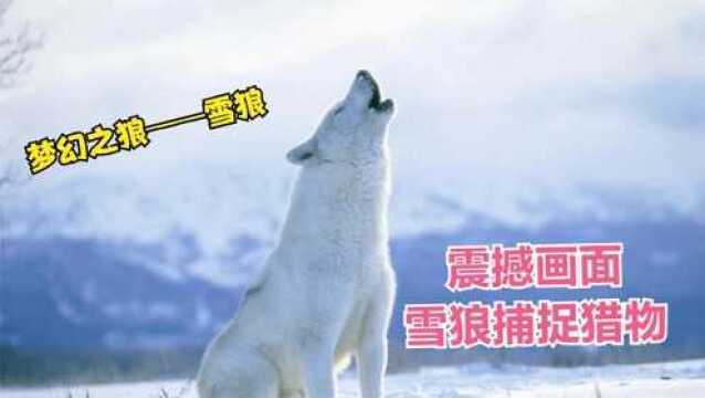 雪狼捕杀兔子 梦幻之狼 犬科 中国独有品种 拥有智慧