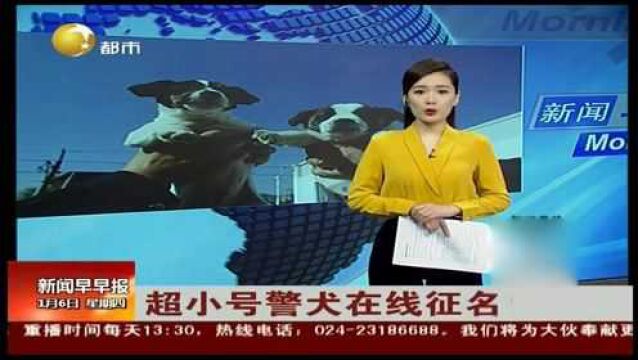 南京:超小号警犬在线征名!