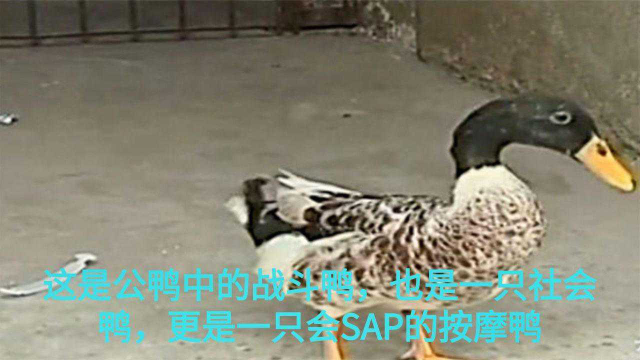 怎么才能让小鸭子听我的话 s640x360?max_age=7776000
