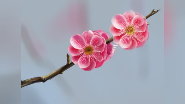 梅花香自苦寒来,用厚涂法画一枝梅花