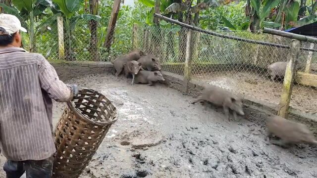 为了抓到猪崽,主人用了这一招,猪:这是人干的事吗?