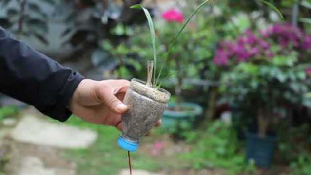 牢记这简简单单的技巧,就能无根的兰花老芦头快速长根长芽