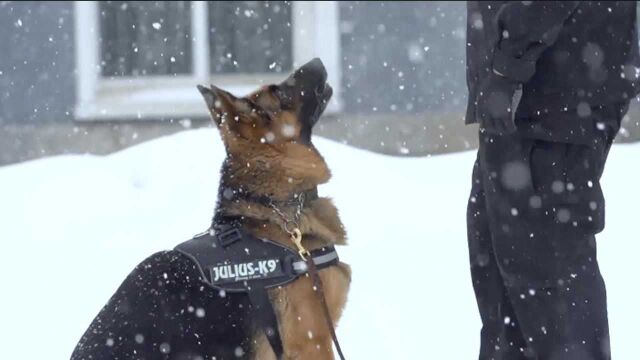 警犬也有冬奥梦!7岁老汪为通过选拔零下16度大雪天坚持训练