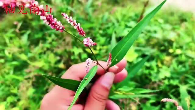 辣蓼是怎样的植物?天然的酒曲,还能泡柿子去涩,如今少见了