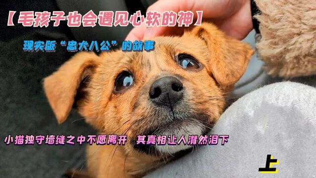 现实版“忠犬八公”的故事,毛孩子也会遇见心软的神,令人泪目