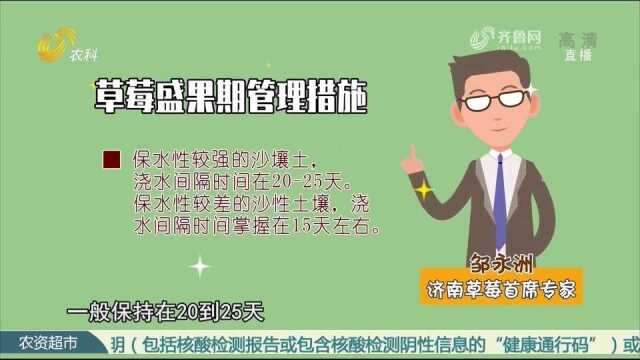 草莓盛果期水肥管理主要事项,来听专家讲解